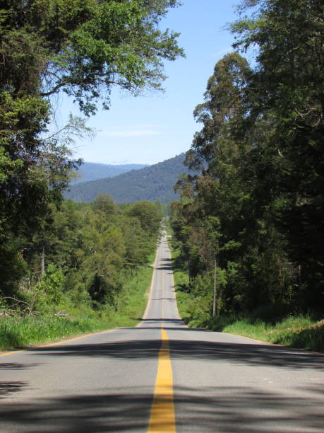 istock Road and forest, Panguipulli, Chile 1314710442