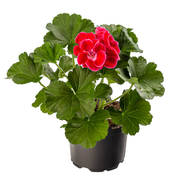 istock Pelargonium plant with red flower 1314711652