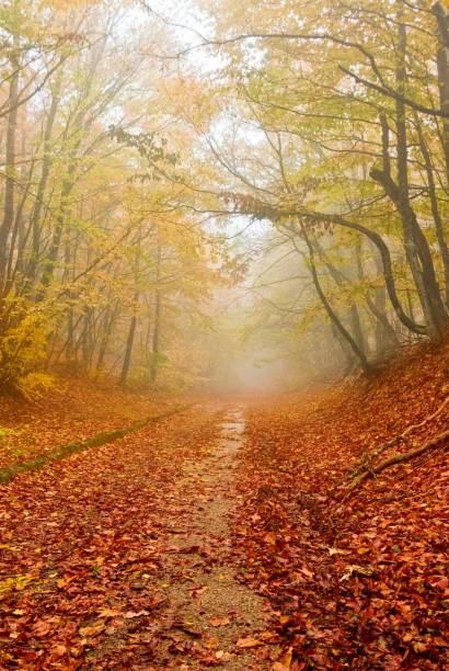 istock red fallen leaves in a autumn forest 1314712081