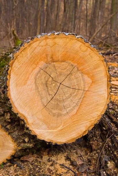 istock heap of logs in a forest 1314712134