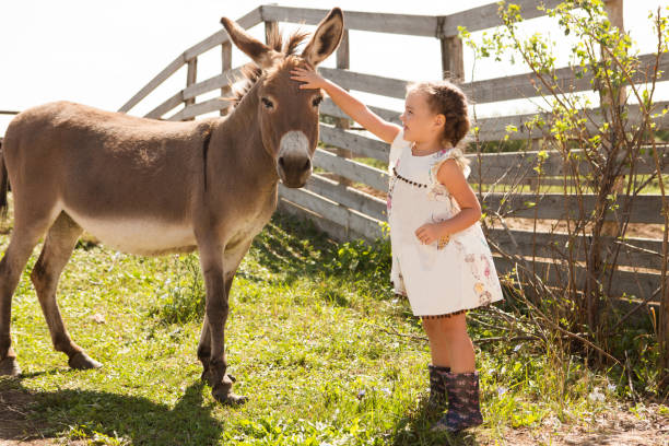 маленькая девочка с ослом отдыхает на ферме летом - rural scene little girls child one little girl стоковые фото и изображения