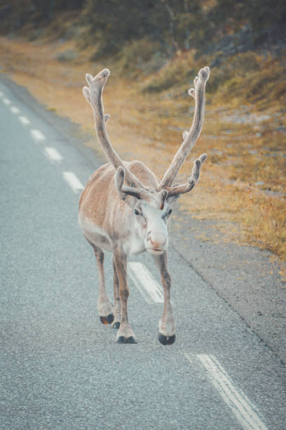 albino reindeer walking on a northern norway street White reindeer walking on the wild street of Northern Norway albino deer stock pictures, royalty-free photos & images