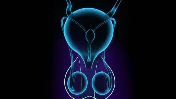 The male reproductive system consists of a number of sex organs that play a role in the process of human reproduction. These organs are located on the outside of the body and within the pelvis.