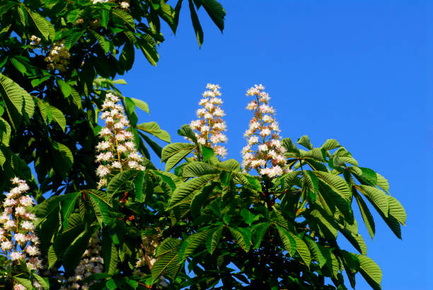 istock Pollen allergy: horse chestnut flowers (Aesculus hippocastanum) 1314717981