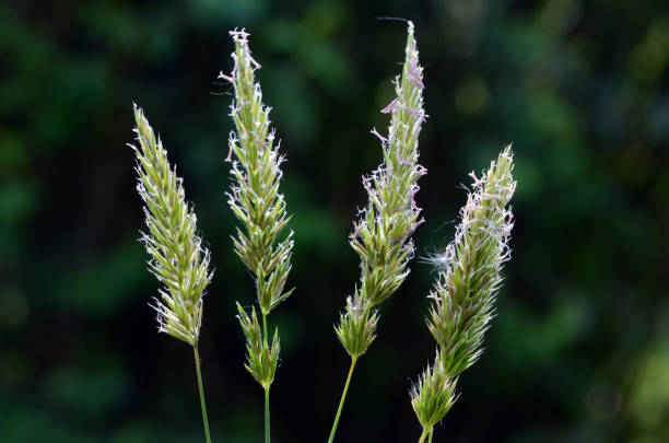 istock Pollen allergy: grasses (family Poaceae or Gramineae) in flower with pollen 1314718070