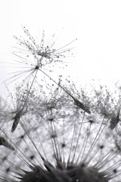 istock Closeup Dandelion Seeds and dew drops 1314719262