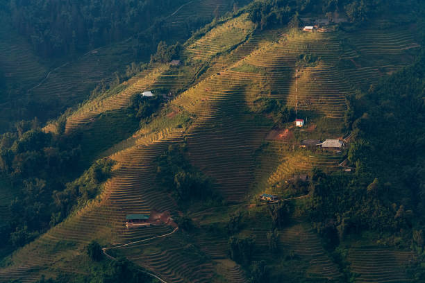 istock Rice Paddy in the morning with sunrise 1314719636