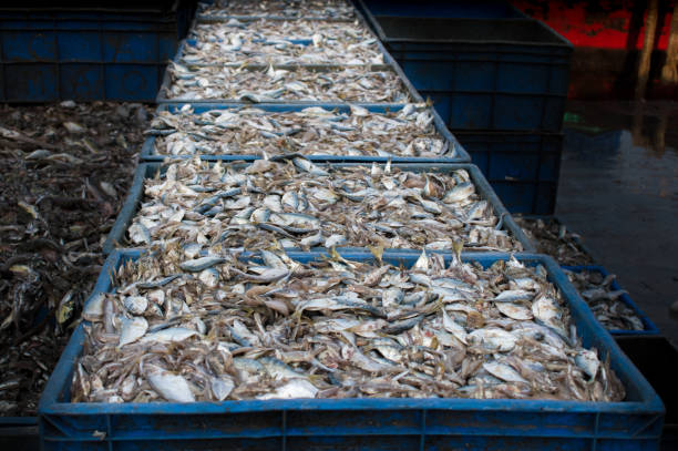 istock Collection of large quantity queen fish in a containers ready for export. 1314720852