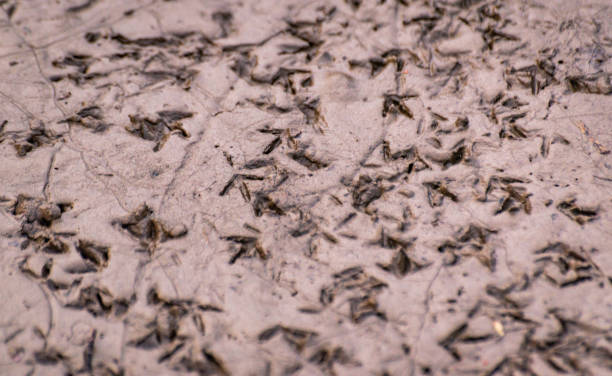 istock Texture traces of bird clutches in wet sand 1314721086