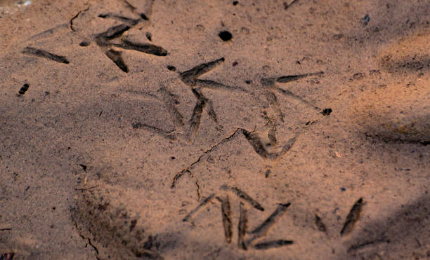 istock Texture traces of bird clutches in wet sand 1314721087