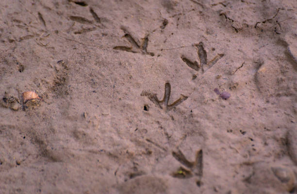 istock Texture traces of bird clutches in wet sand 1314721089