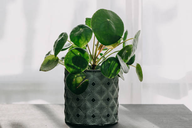 istock trendy pancake plant, ufo, pilea decorative as a houseplant in plot 1314721915