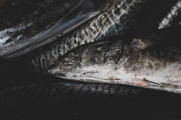 istock Close up shot of Spanish Mackerel fish background. 1314722950