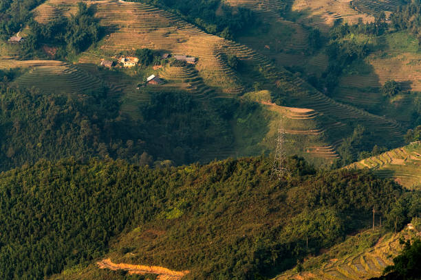 istock Rice Paddy in the morning with sunrise 1314723045