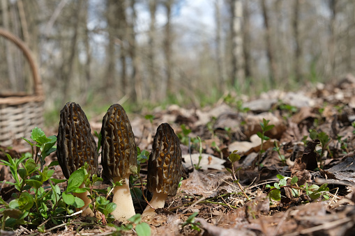 Three Morchella conica mushrooms grow in a meadow among the grass, against the background of a basket, in a spring forest on a sunny day.