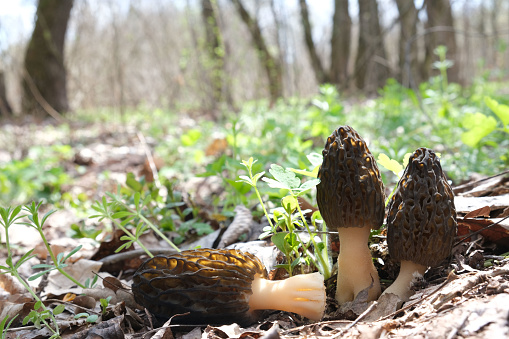 Two Morchella conica mushrooms are growing and one Morchella conica cut off lies side by side, in a clearing among green grass, in a spring forest on a sunny day.