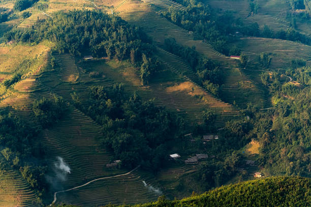 istock Rice Paddy in the morning with sunrise 1314723695