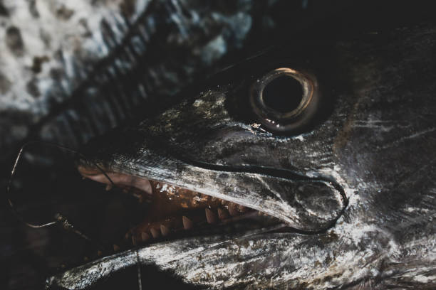 istock Close up shot of Spanish Mackerel head with eyes and sharp tooth. 1314723809