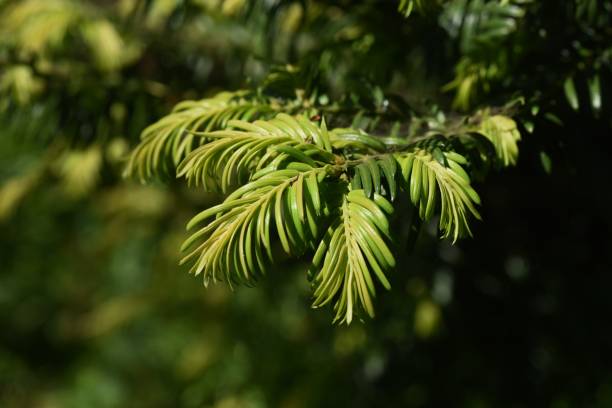 istock Japanese plum yew. 1314725226