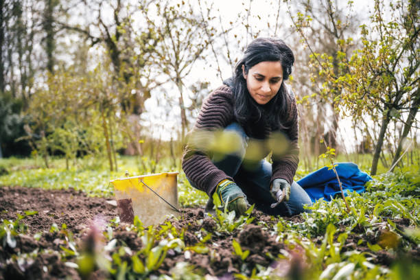 정원에서 잡초를 하는 여자 - gardening women people planting 뉴스 사진 이미지