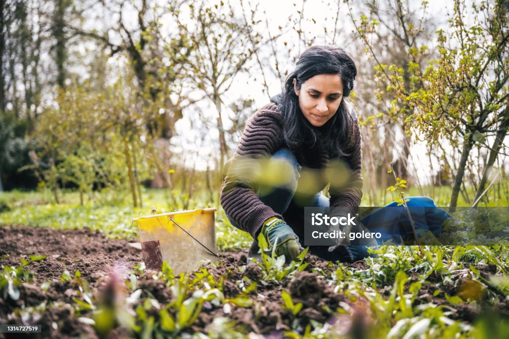 woman weeding in the garden woman crouching in garden for weeding wild plants in vegetable bed Gardening Stock Photo