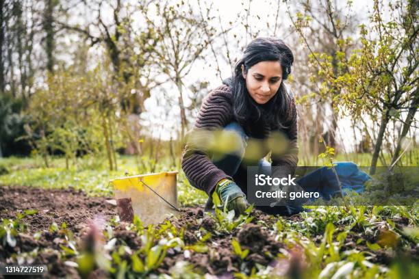 Woman Weeding In The Garden Stock Photo - Download Image Now - Gardening, Vegetable Garden, Weeding