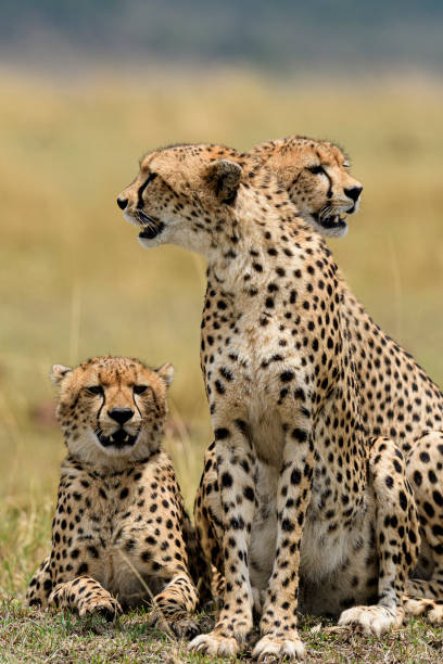 istock Cheetah mother and cubs. 1314727617