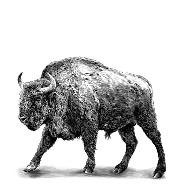 ilustrações, clipart, desenhos animados e ícones de bisão de comprimento completo está em uma pose ameaçadora - bisonte europeu