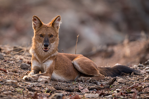 Wild dog sitting and posing for photograph in the wild.