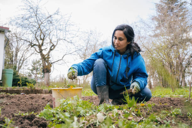 istock woman digging out wild plants in garden 1314728788