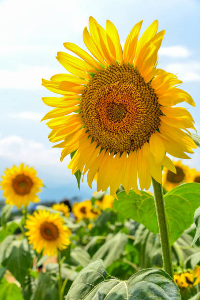 istock Sunflowers in full bloom in the sun 1314731006