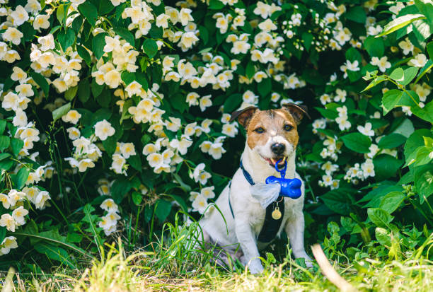 pies spaceru w parku gospodarstwa w ustach przypadku z workami na pieska kupa - dog park retrieving humor zdjęcia i obrazy z banku zdjęć