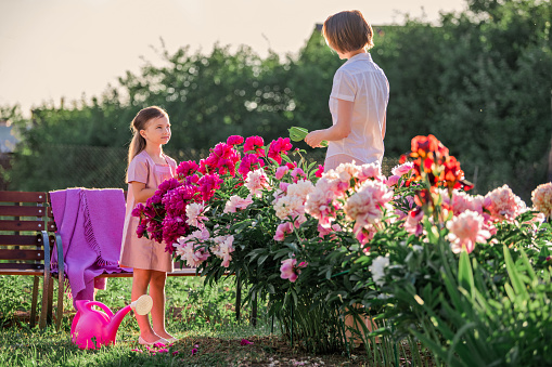 Mom and daughter in a linen pink dress take care of peonies in the garden at the cottage, water the flowers. He perfectly smiles and laughs. Illuminated by the rays of the evening setting sun.