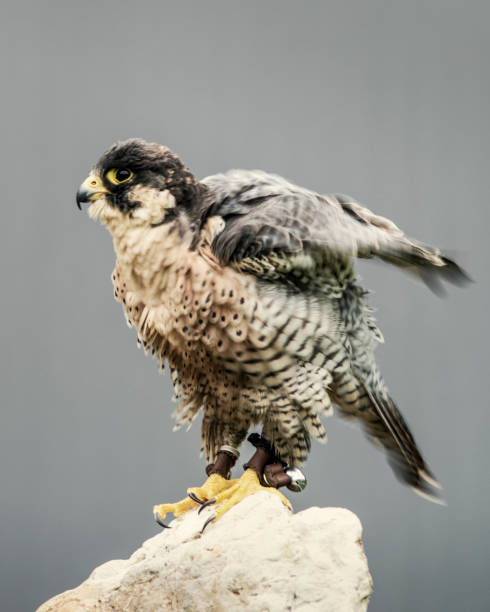 istock Peregrine Falcon 1314732788