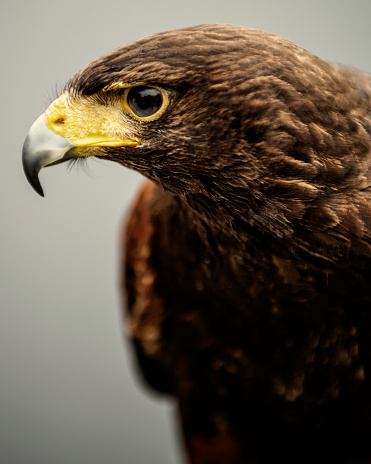 A close up portrait of a Harris Hawk in profile against a plain grey background.