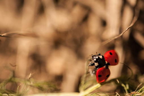 Flying Ladybug