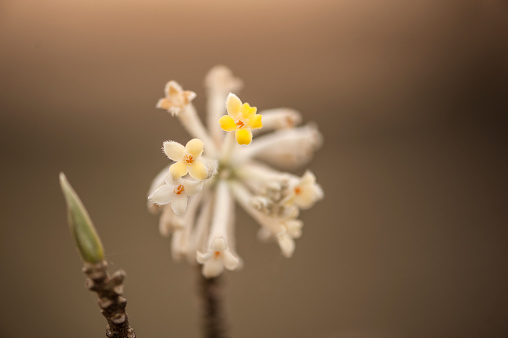 White Spring Flowers in Bloom