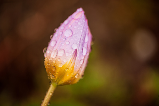 Tulip Bud After the Rain in the Spring