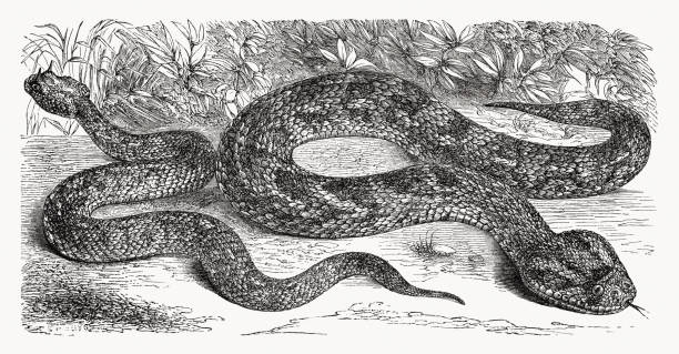 illustrations, cliparts, dessins animés et icônes de vipère à cornes sahariennes et adder soufflé, gravure sur bois, publié en 1868 - european adder illustrations