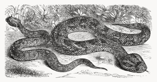 サハラ角のマムシとパフアダー、木彫り、出版1868 - snake adder viper reptile点のイラスト素材／クリップアート素材／マンガ素材／アイコン素材