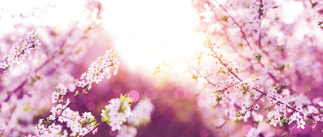 Branches of blossoming cherry on sunny background.\nPanorama size landscape. \nPink flowers.\nSpring banner