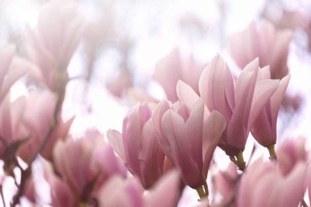 árbol de magnolia en flor a la luz del sol, hermosas flores de magnolia rosa macro, delicado paisaje de flores de primavera, rama borrosa en el fondo - sweet magnolia white large flower fotografías e imágenes de stock
