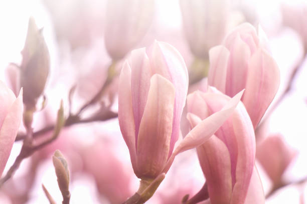 macro de linda magnólia rosa florescer à luz do sol, flor de primavera de magnólia em cor pastel, fundo desfocado, beleza na natureza - sweet magnolia white large flower - fotografias e filmes do acervo