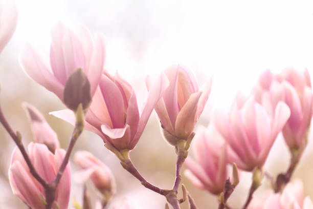 rama de árbol magnolia con flores y cogollos en primer plano y fondo de cielo soleado borroso, hermosa flor de magnolia rosa en primavera, delicada escena de flor de magnolia - plant white magnolia tulip tree fotografías e imágenes de stock