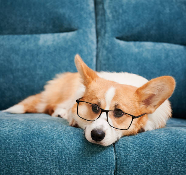 istock Adorable Corgi dog in glasses lying on couch. 1314736810