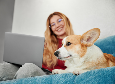 Closeup of tranquil red-haired welsh corgi pembroke dog laying on couch at home. On the blurred background young blonde woman with glasses and smile on face sitting beside pet with laptop.