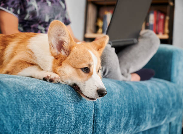 istock Corgi dog is lying on sofa with male owner. 1314736851