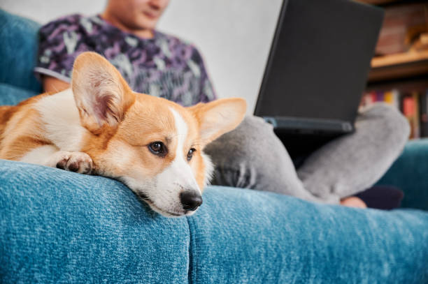istock Corgi dog is lying on sofa with male owner. 1314736866