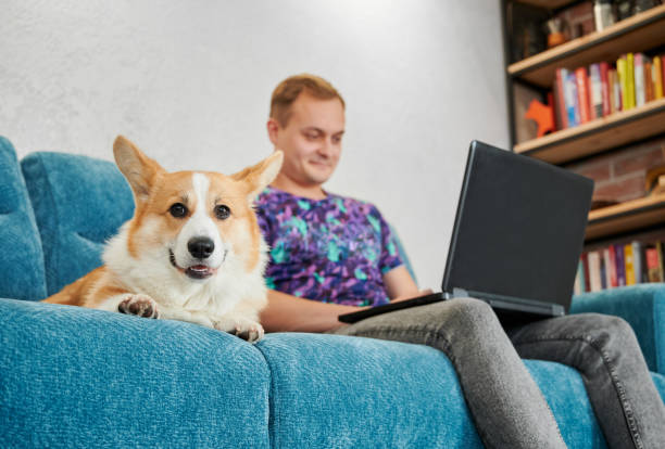 istock Young man sitting on couch with cute corgi and using laptop. 1314736888