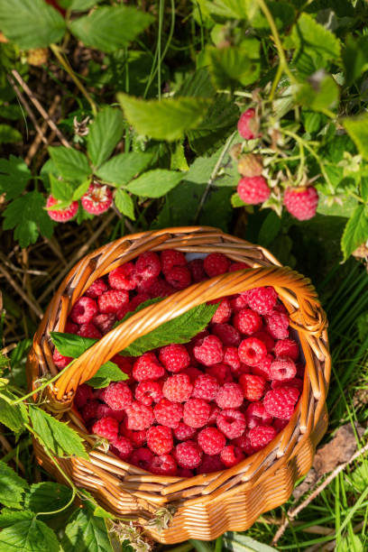 istock The basket with ripe wild raspberry, Finland 1314737920